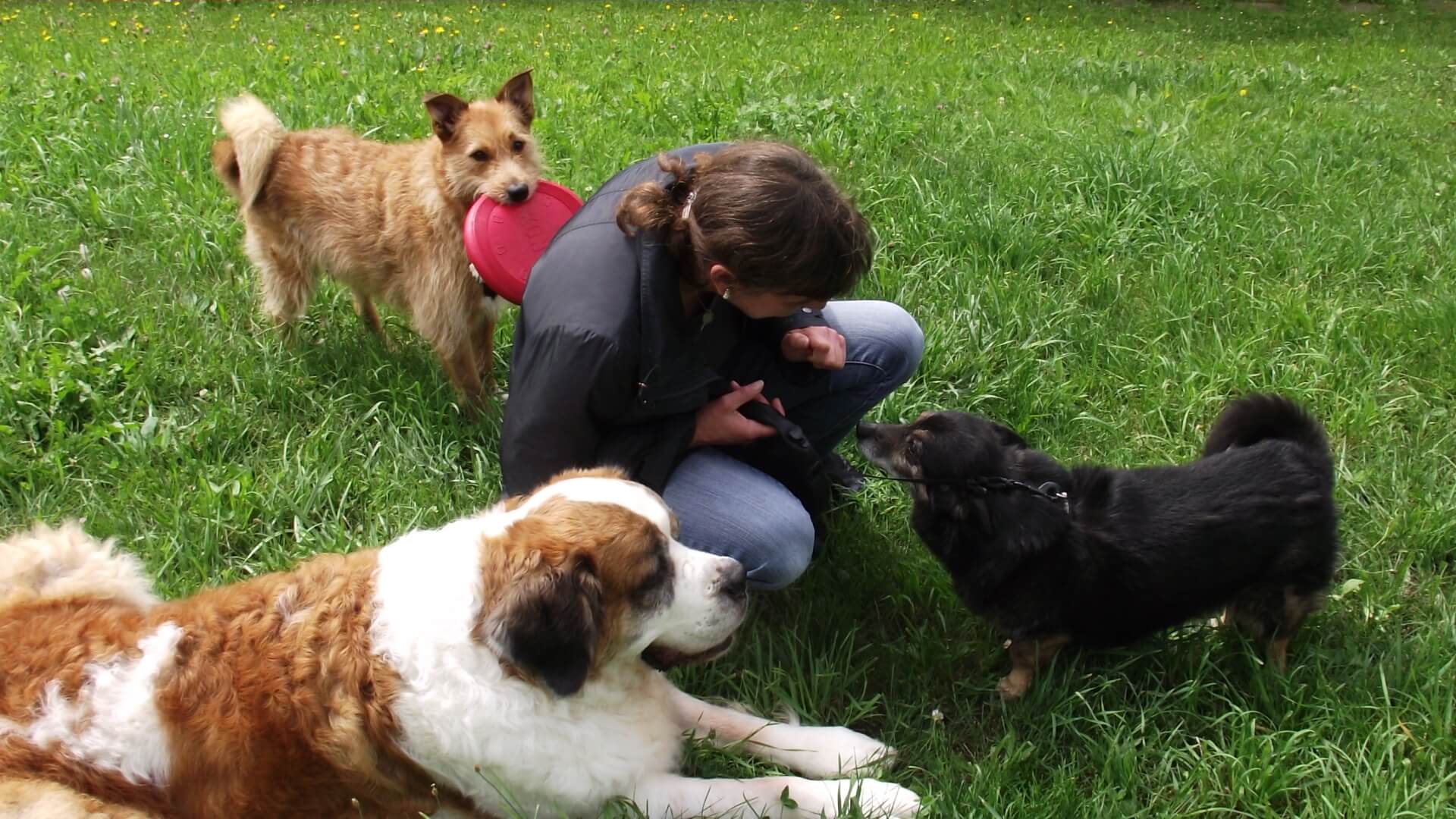 Bernadette-Braun-mit-Hunden